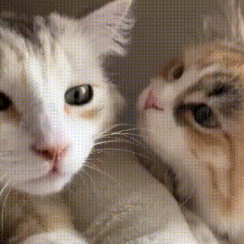 Cepillo Vaporizador 3 en 1 para Gatos — Limpieza, Relajación y Bienestar al Instante